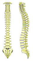twospine.gif